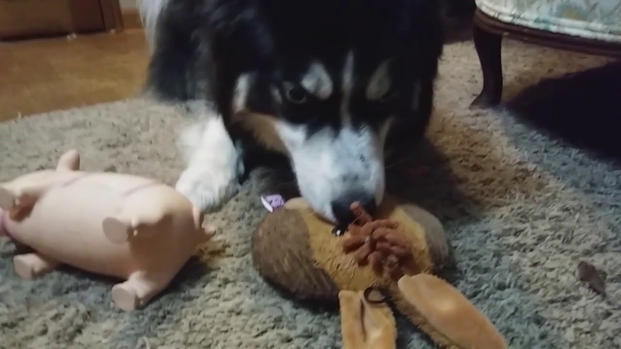 Husky The Toy Hoarder YouTube