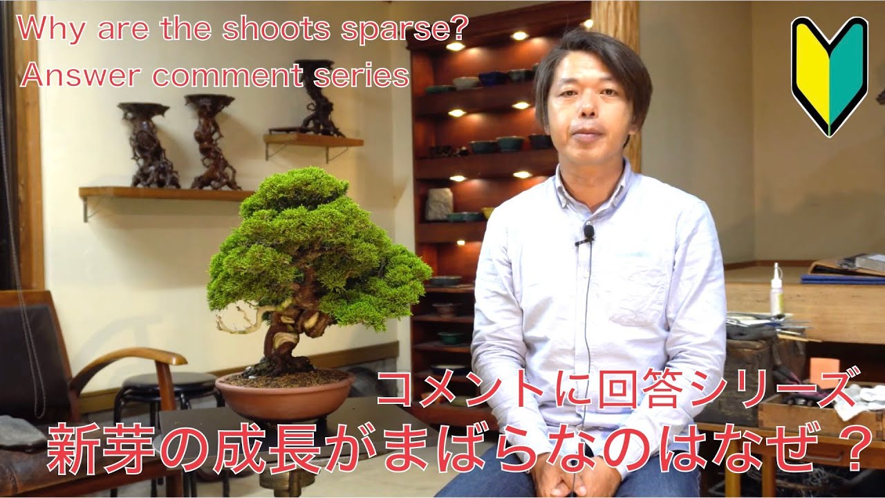 新芽　盆栽 枝分かれ 新芽の成長がまばら ? 盆栽の樹勢のお話 [盆栽・初心者] - YouTube