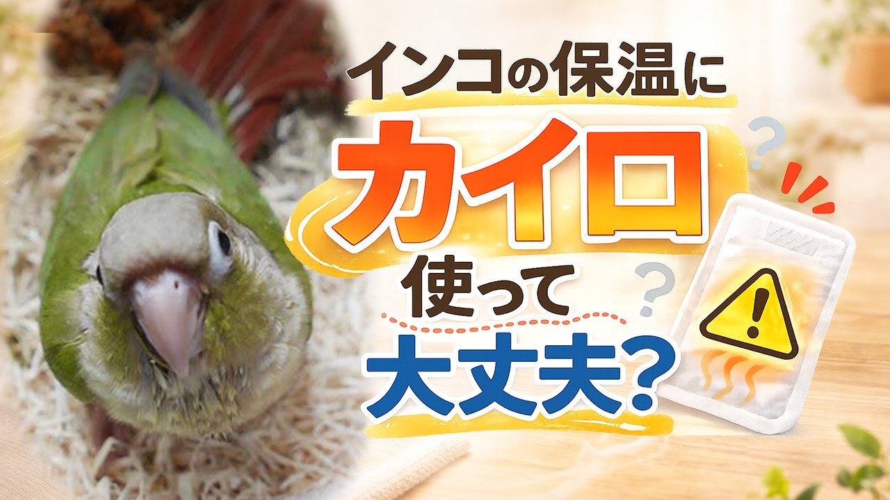 インコの保温にカイロは使える？注意しておきたいポイント