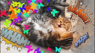 Tiny Kittens Hiss, Meow Loudly and Play Fight