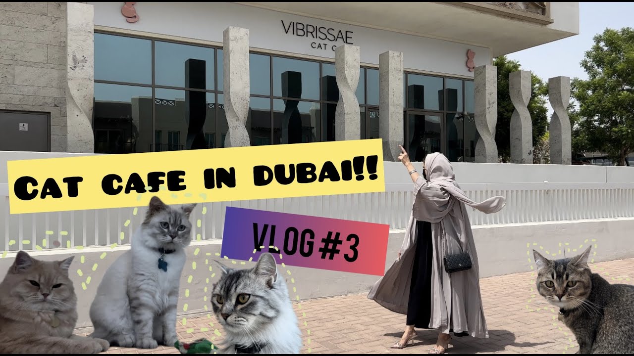 Cat cafe in Dubai // Sip your coffee with cats in UAE FOR ONLY 59AED