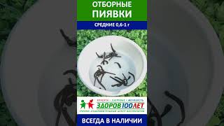 Средние пиявки - Купить медицинские пиявки с доставкой "Здоров 100 лет"