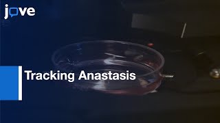 Strategies: Tracking Anastasis-Cell Survival Phenomenon That Reverses Apoptosis l Protocol Preview