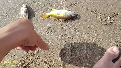 Câu cá biển Vũng Tàu - Biển Đồi Nhái - Câu cá bống đục - Bữa câu thất bại 😅