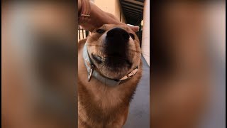 Good Boi Is So Ready For A Walkie