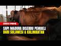 Sapi Kurban Asal Madura Jadi Primadona di Sulawesi dan Kalimantan | Sindo Prime | 25/05