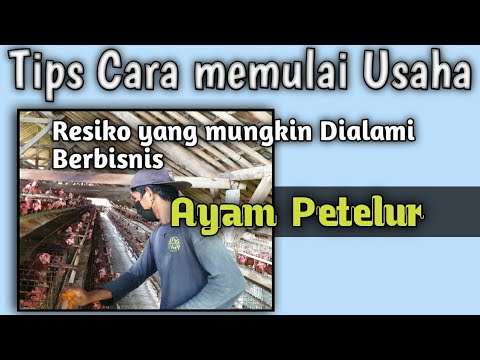 Ternak ayam petelur ( tips & resiko yang mungkin di alami dari