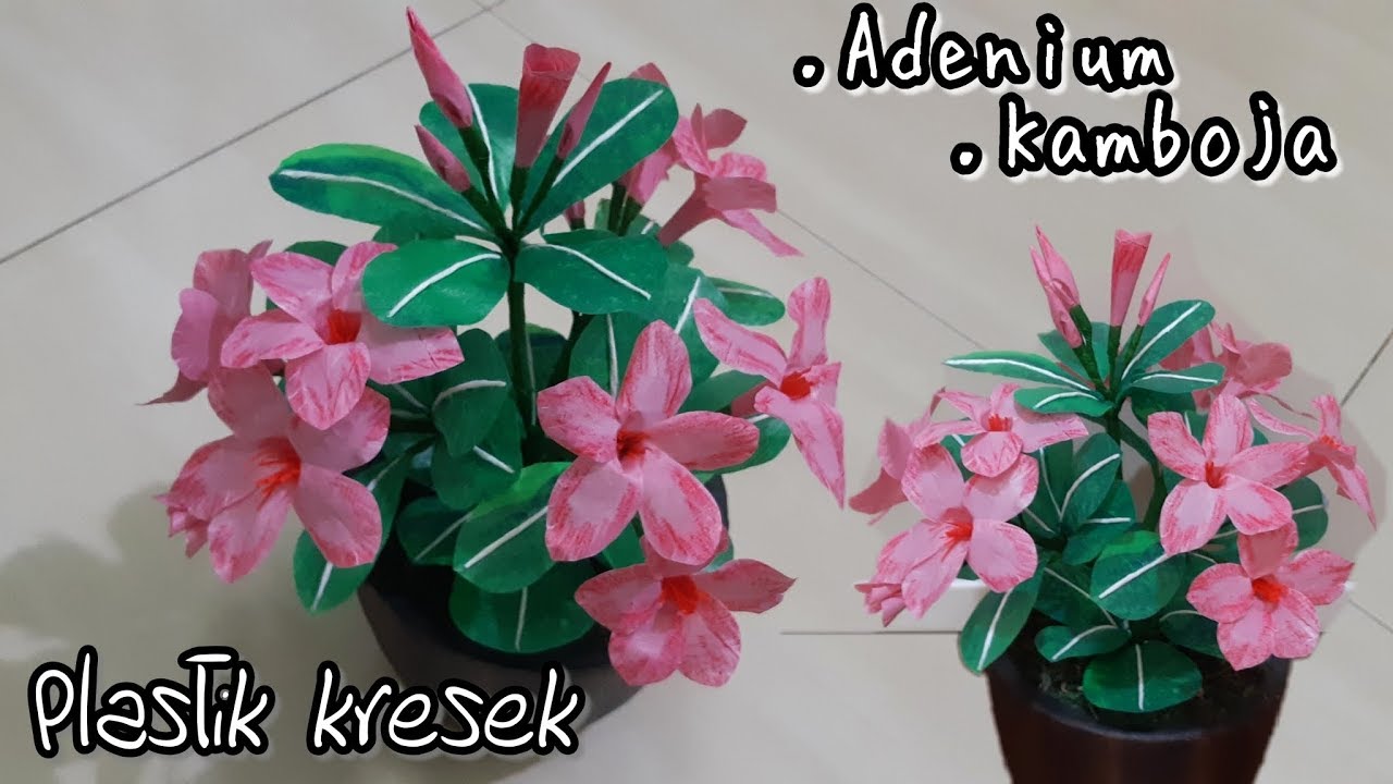 Cara Membuat Bunga Adenium Dari Plastik Kresek Diy How To Make Adenium Flowers With Plastic Used Youtube