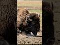 Why do bison like to roll around on the ground? This is the reason! #bison #wildlife #animalshorts