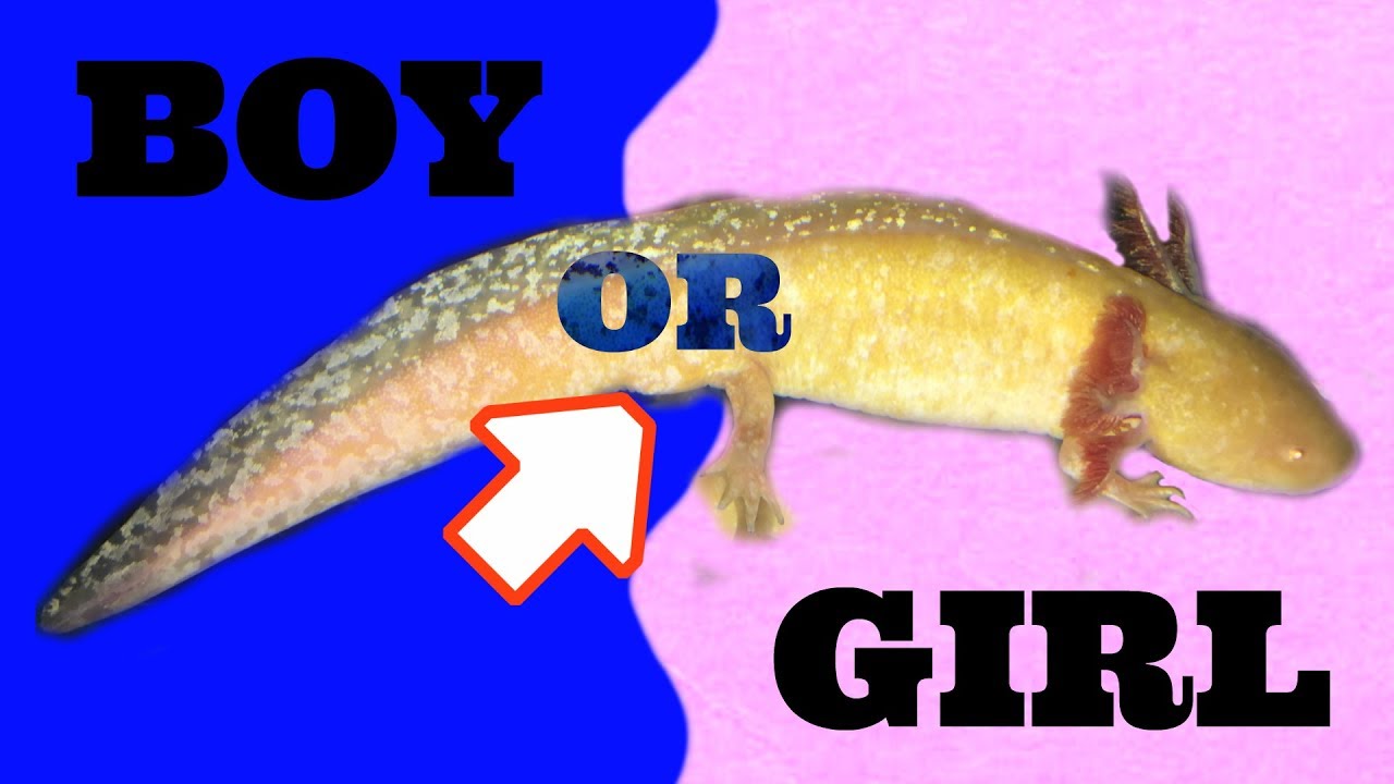 How To Tell An Axolotl'S Gender