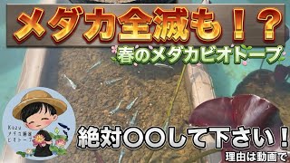 春のメダカビオトープ絶対○○してください！メダカ全滅も！？メダカ睡蓮ビオトープ
