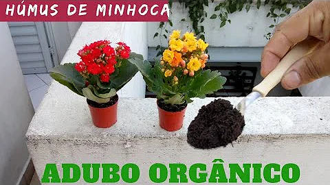 Como fazer fertilizante natural para Kalanchoe?