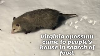 Virginia opossum came to people's house in search of food.