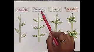 Phyllotaxy
