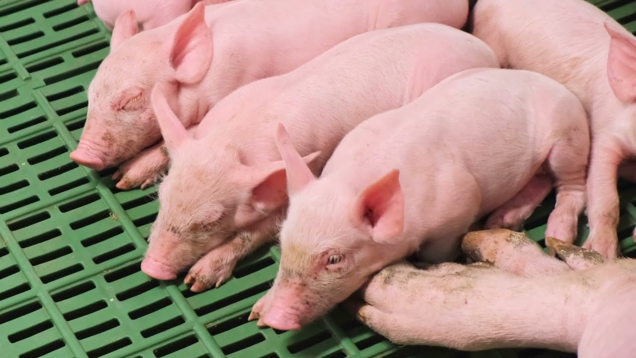 Projektbemutató videó NAGISZ Békéscsaba