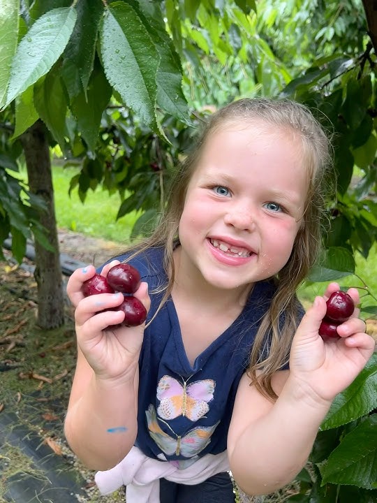 Kings Orchard U-Pick Cherry farm #adventureandrepeat #traversecity #cherry #upick #shorts #michigan