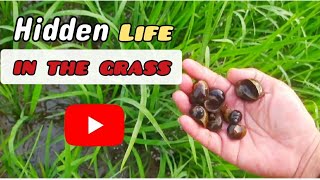 Hidden Life in the Grass,Snail Hunting Adventure
