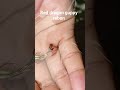 red dragon guppy