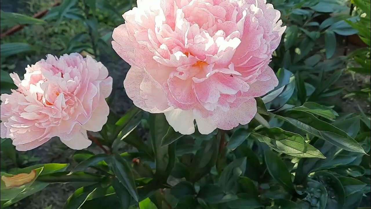 Пион травянистый Питертье Фринд Вагенаар (Paeonia Pietertje Vriend Wagenaar) С5