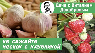 НЕ САЖАЙТЕ ЧЕСНОК С КЛУБНИКОЙ!