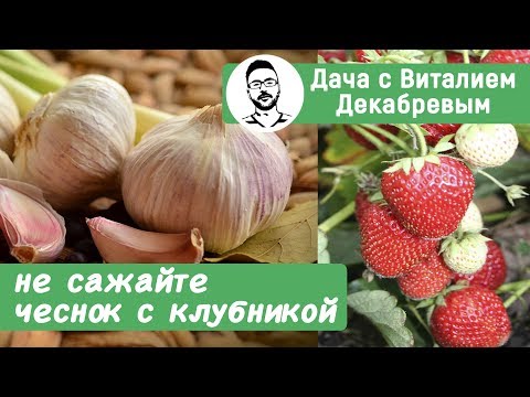 НЕ САЖАЙТЕ ЧЕСНОК