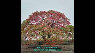 Maron Short Kaleidoscope Video_紅葉  Autumn Leaves  1