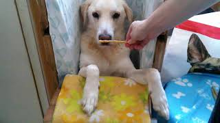 Feeding meatballs to Pluto, the megaesophagus dog!