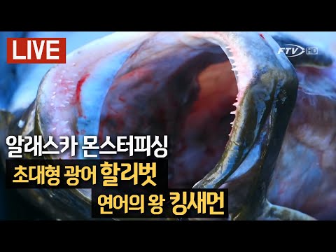 [<strong>다시</strong> 보는 FTV 명작] 알래스카 몬스터피시를 찾아서_초대형 광어 &amp;#39;할리벗&amp;#39;+연어의 <strong>왕</strong> &amp;#39;킹새먼&amp;#39;