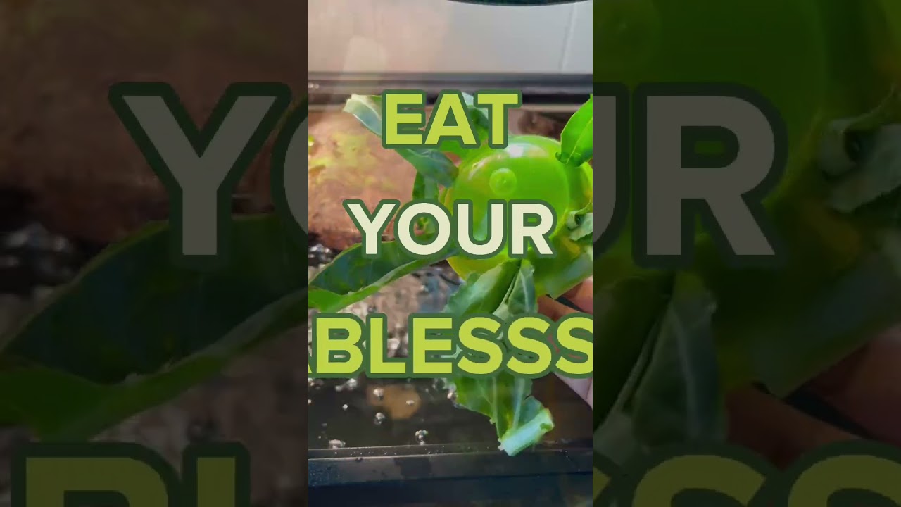 Eat Your Veggies! 🐢🥬