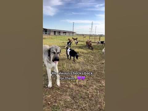 The commitment of our livestock guardian dog Judge to his sheep & goats