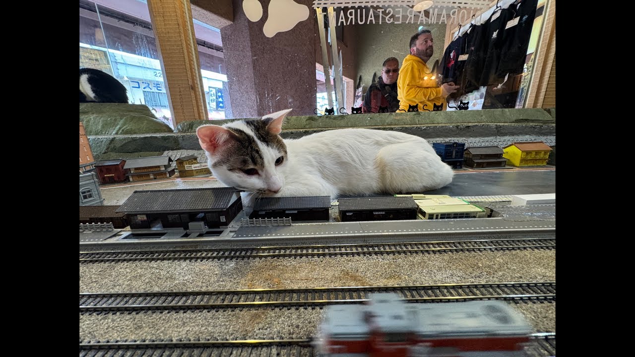 Please support the cats with your Super Chats!