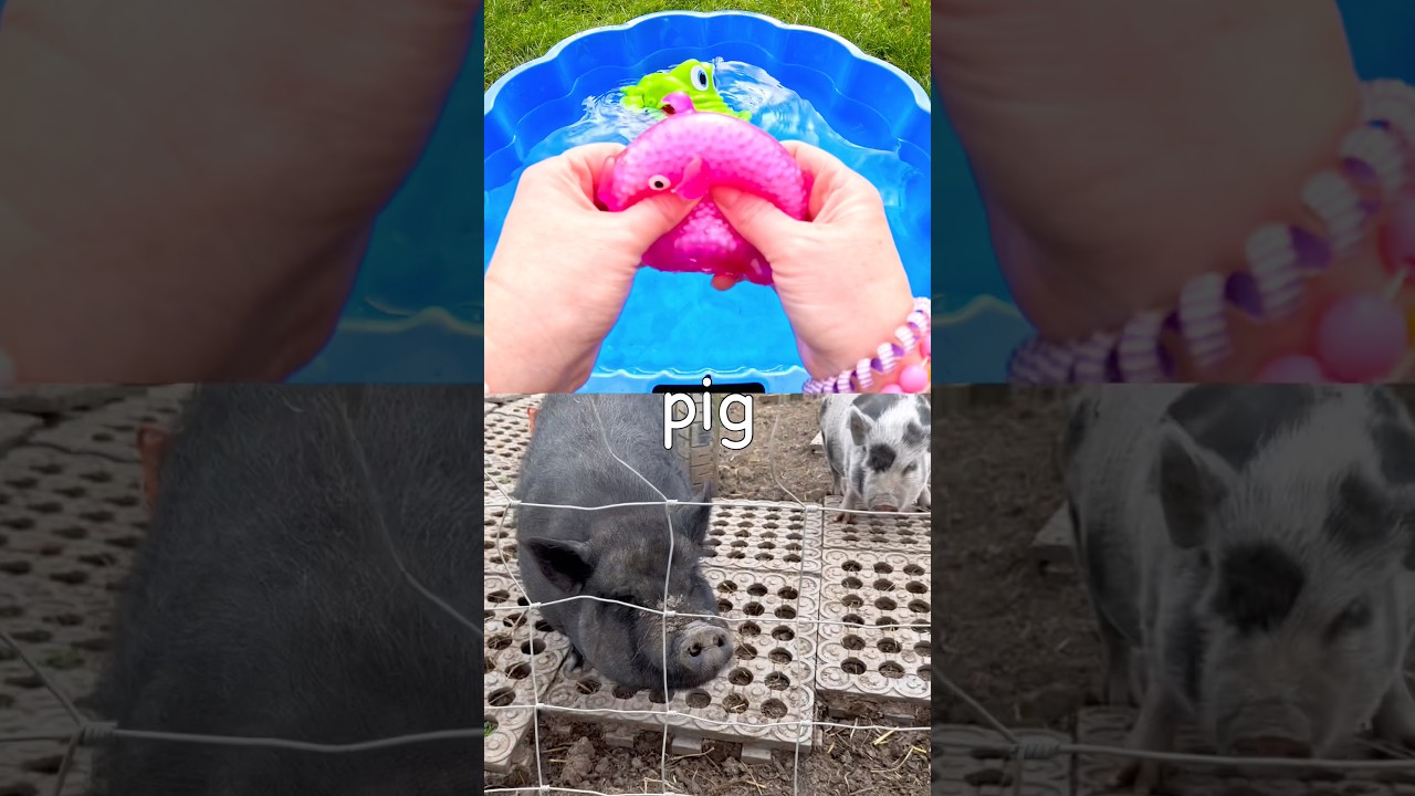 Animal Names for Kids to Learn with Toys: Crocodile Pig Gorilla Lorikeet Frog