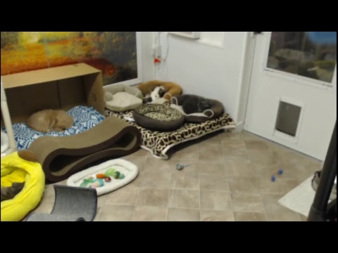 special needs animal rescue Blind Cat Rescue & Sanctuary, Inc Live Stream