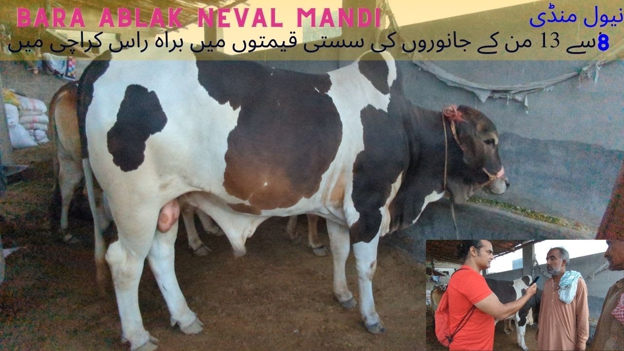neval mandi mai janwar hovy sasty 12 maan janwar srif 550 lac mai |hashmi vlogs