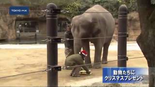 動物たちにクリスマスプレゼント