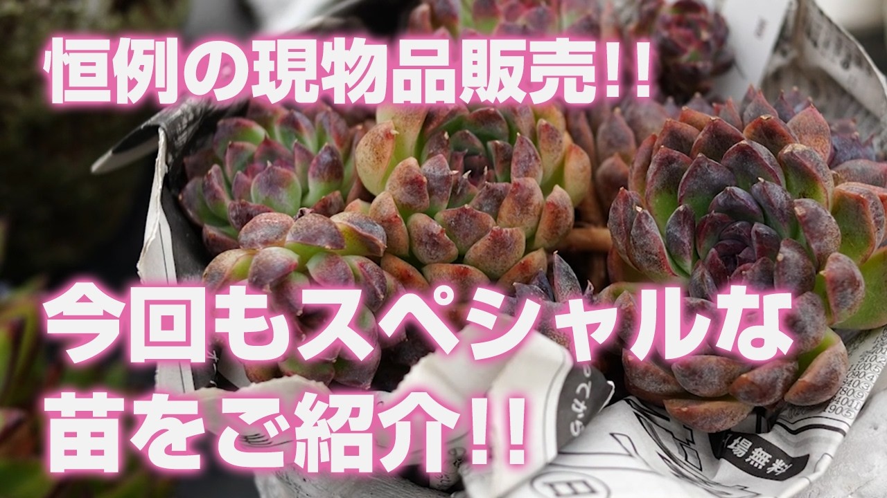 多肉植物】恒例の現物品販売!!今回もスペシャルな苗をご紹介