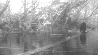 Sun bear caught on camera trap in Borneo
