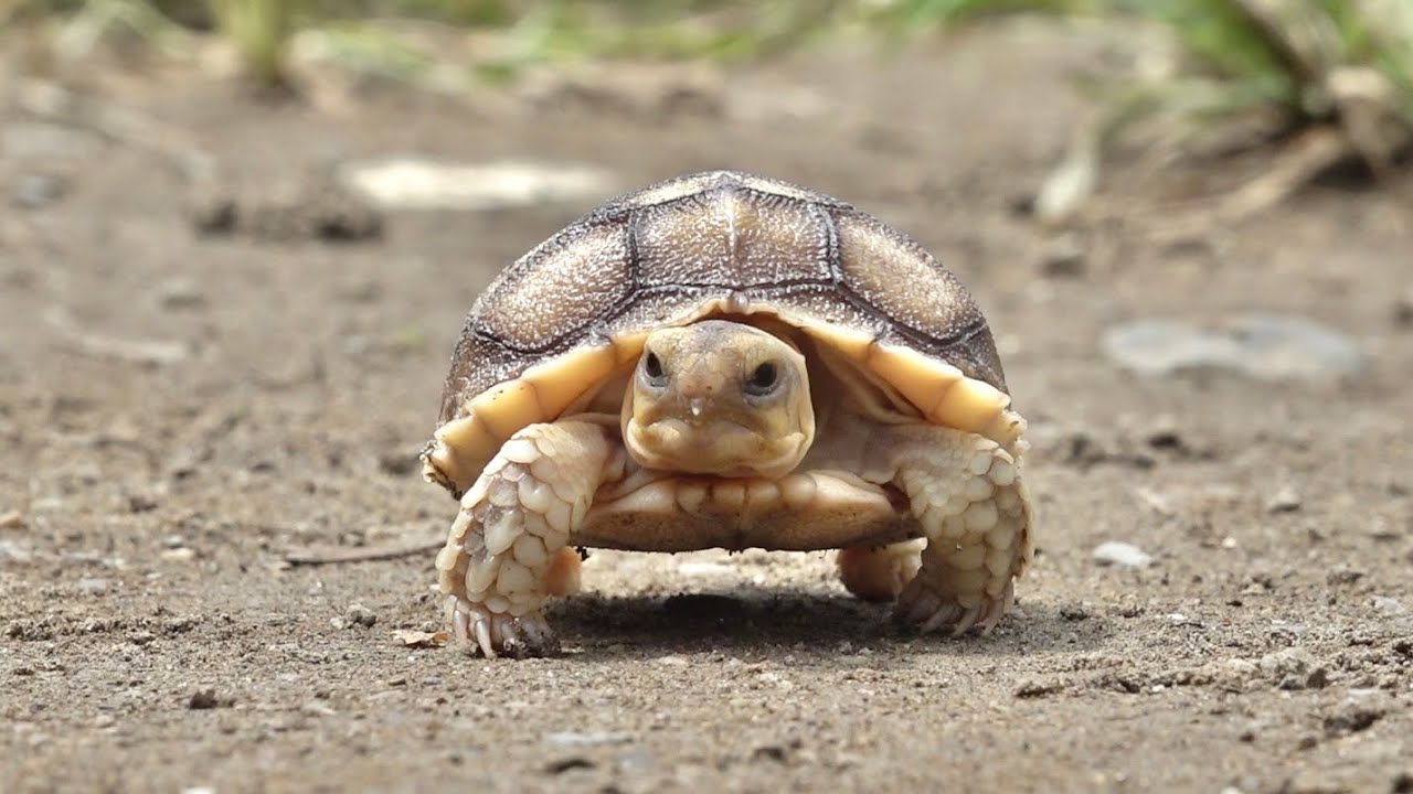 生まれて初めて外に出たリクガメの赤ちゃん