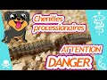 Chenilles processionnaires   attention danger pour votre chien 