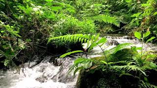 River Sounds for Sleep for Peaceful Sleep in Nature – Fall Asleep Fast – Stop Overthinking