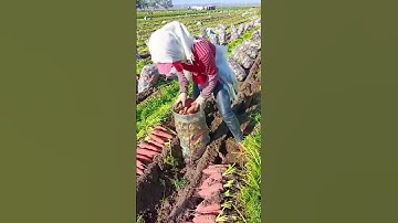 Carrot Harvesting Process - Unique tools to boost efficiency and streamline work