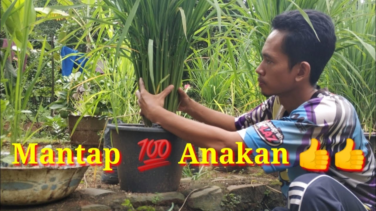 Budidaya Padi di Ember 