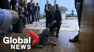 Vladimir Putin gifted puppy by Serbian President Aleksandar Vucic