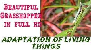 Beautiful GRASSHOPER Video in full hd || Adaptation of Living Things || HD video || 4K