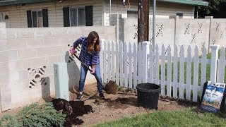 Landscape Makeover Part 2: Planting for Winter Interest & Running Drip Irrigation! 🌲🌿💦