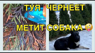 🌲у ТУИ ЧЕРНЕЕТ ХВОЯ/МЕТЯТ СОБАКИ