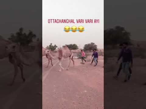 Ottakangal vari variyayi