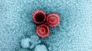 Hidden Viral Load: Why Viruses Persist in Healthy People