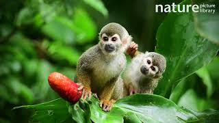 Two Squirrel Monkeys Sitting In A Plant, Colombia