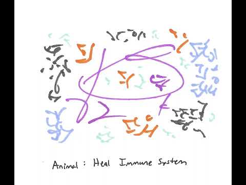 Light Language for Animals: Heal Immune System
